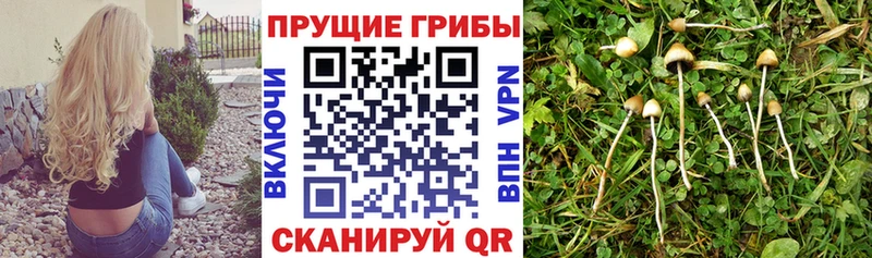 купить наркотики цена  Владивосток  Галлюциногенные грибы прущие грибы 